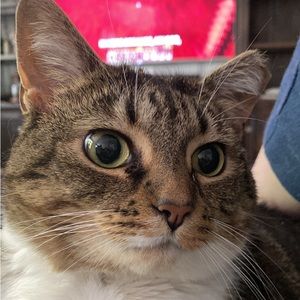 Meet your Posher, Abby